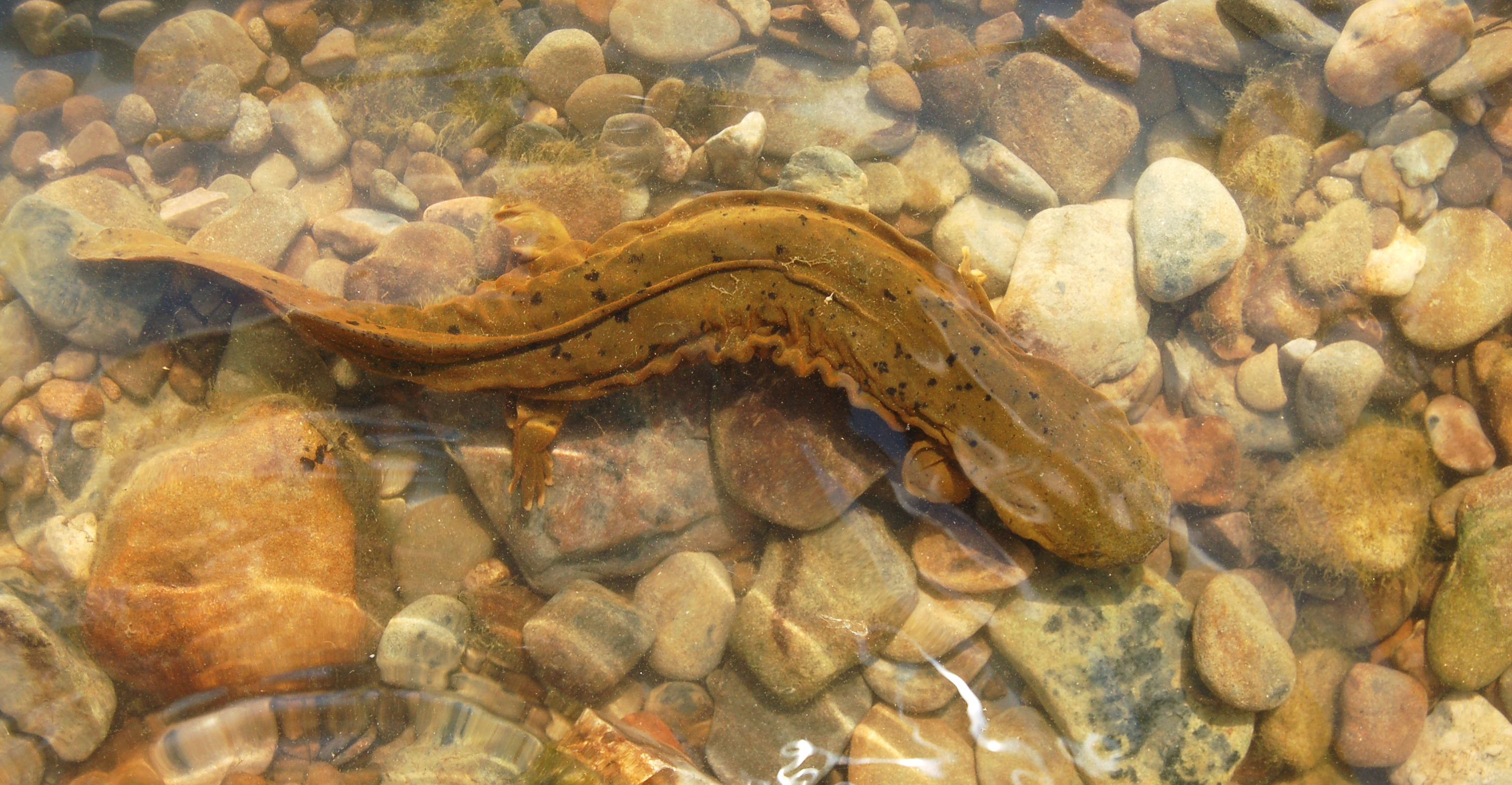Eastern Hellbender Salamander