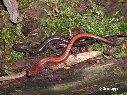 http://www.ohioamphibians.com/Images/Redback_Salamander_Adult.jpg