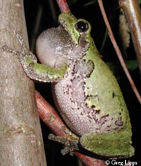 Ohio Gray Tree Frog 